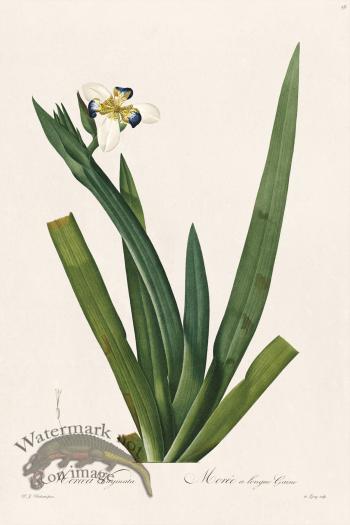 Les Liliacees Redoute 056